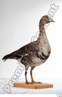 Greater white-fronted goose Anser albifrons whole body 0004.jpg